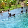 Zdjęcie z Indonezji - Nie tylko goscie zazywali kapieli w hotelowym basenie :)