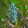 Zdjęcie z Indonezji - Niesamowicie niebieskie kwiatki...kolor jak sztuczny!
