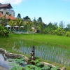Zdjęcie z Indonezji - Pole ryzowe przy restauracji Tropical View Cafe