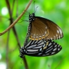 Zdjęcie z Indonezji - Beda male motylki :)