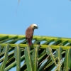 Zdjęcie z Indonezji - Ptaszek na hotelowej palmie