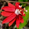 Zdjęcie z Indonezji - Balijski kwiatek