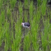 Zdjęcie z Indonezji - Chrusciel bagiewnik na ryzowym polu