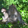 Zdjęcie z Indonezji - Ubudzkie makaki