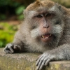 Indonezja - Ubud-2- Balijska tradycja i małpie figle