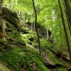 Zdjęcie z Polski - piękny las... tylko ludziuf jak zwykle za dużo