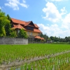 Zdjęcie z Indonezji - Pola ryzowe w srodku miasta