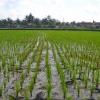 Zdjęcie z Indonezji - Pole ryzowe w samum centrum Ubud