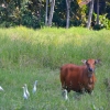 Zdjęcie z Indonezji - Pani krowa i jej czapla swita :)