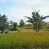 Zdjęcie z Indonezji - Nowy hotel wybudowany wsrod ryzowych pol