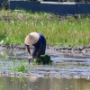 Zdjęcie z Indonezji - Sadzenie siewek ryzu