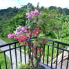 Zdjęcie z Indonezji - Balkon restauracji Cempaka Warung