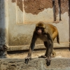 Zdjęcie z Nepalu - świątynia małp
