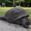 Zdjęcie z Seszeli - Żółwie z Curieuse Island