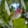 Zdjęcie z Vanuatu - Miejscowa flora