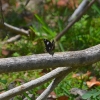 Zdjęcie z Vanuatu - Motylek w chaszczach