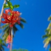 Zdjęcie z Vanuatu - Piekny strzepiasty hibiskus