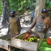Zdjęcie z Vanuatu - Komu homara, komu?