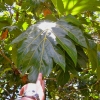 Zdjęcie z Vanuatu - Zdrzewo z ogromnymi liscmi!