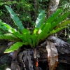 Zdjęcie z Vanuatu - Miejscowa flora