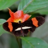 Zdjęcie z Vanuatu - Miejscowa fauna i flora