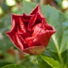 Zdjęcie z Polski - moja wyhodowana róża chińska (odmiana wielopłatkowa)