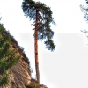 Zdjęcie z Czech - zawsze mnie zadziwia: jak te drzewa rosną na tych skałach???