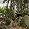 Zdjęcie z Czech - niesamowity las.... magia....