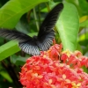 Zdjęcie z Indonezji - Fauna i flora 