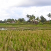 Zdjęcie z Indonezji - Podubudzlie pola ryzowe