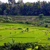 Zdjęcie z Indonezji - Na szlaku Campuhan