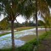 Zdjęcie z Indonezji - Sciezka przez pola ryzowe