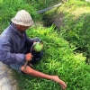 Zdjęcie z Indonezji - Czas na kokosa