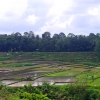 Zdjęcie z Indonezji - Podubudzkie pola ryzowe
