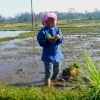 Zdjęcie z Indonezji - Rolnik przy pracy
