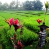 Zdjęcie z Indonezji - Kapliczka posrod pol ryzowych