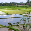 Zdjęcie z Indonezji - Podubudzkie pola ryzowe