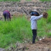 Zdjęcie z Indonezji - Praca w polu