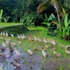 Zdjęcie z Indonezji - Kaczy raj