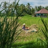 Zdjęcie z Indonezji - Balijska wieś
