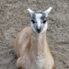 Zdjęcie z Polski - mała słodka lama
