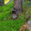 Zdjęcie z Australii - Misiek koala w miejskim parku :)
