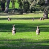 Zdjęcie z Australii - Kangury szare