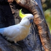 Zdjęcie z Australii - Kakadu żółtoczuba - chyba najglosniejsza z papug