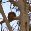 Zdjęcie z Australii - Ulepione z gliny gniazdo galin srokatych