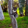 Zdjęcie z Australii - Koala w miejskim parku