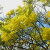 Zdjęcie z Australii - Zimowa flora