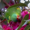 Zdjęcie z Australii - Prawdopodobnie nektarynaka mała spijajaca eukaliptusowy nektar