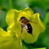 Zdjęcie z Australii - Pszczola leci do kwiatu szczawika kozlego