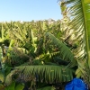 Zdjęcie z Cypru - cypryjskie plantacje bananów